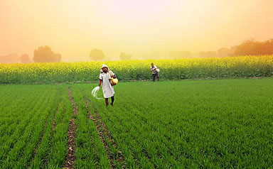 Agriculture